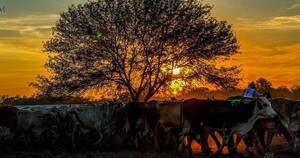 La Nación / La carne precisa de mercados que retribuyan el valor de producción y genética de origen natural