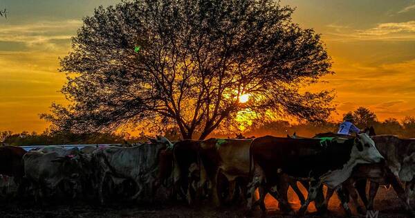 La Nación / La carne precisa de mercados que retribuyan el valor de producción y genética de origen natural