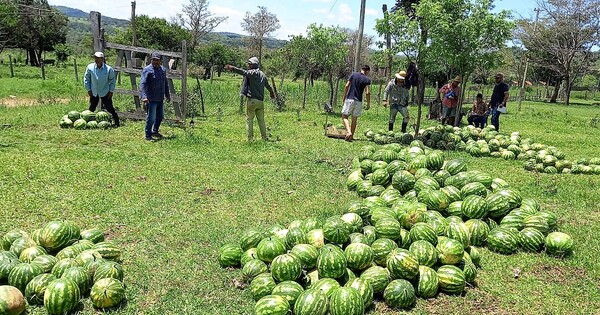 Convocan a ventajosas ferias de la agricultura familiar para que compradores disfruten de unas “fiestas con sabor a campo” – La Mira Digital