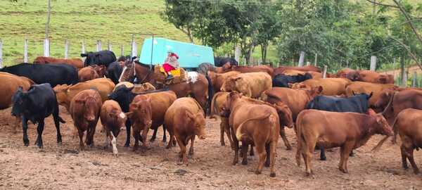 LLuvias favorece al sector agrícola y ganadero en la región