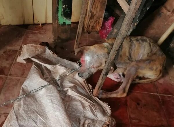 Rescatan a tres perros maltratados en Itauguá - Policiales - ABC Color