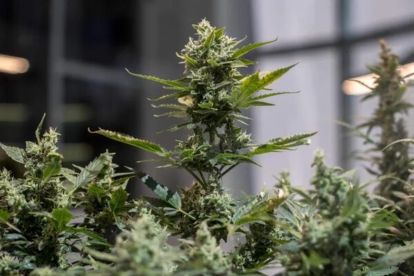 Plantean que portación y autocultivo de cannabis no sean sancionados - Política - ABC Color