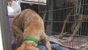 Fiscalía allanó una casa por maltrato a perros
