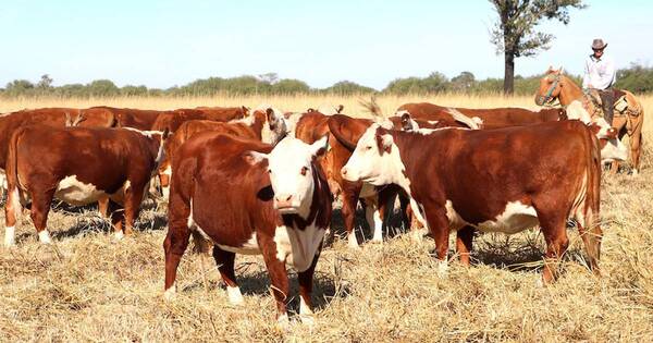 La Nación / Carne precisa de mercados que retribuyan valor real