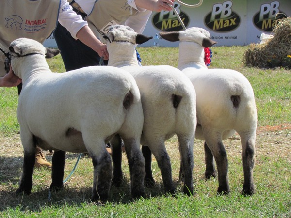 Ferusa remata el sábado Hampshire de “buena genética” y “bien carniceros” en feria Full HD