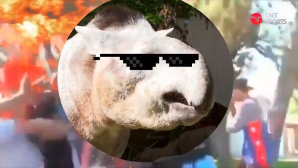 Manolo, el tapir oráculo de Qatar 2022