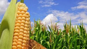 Vertiginosa exportación de maíz zafra 2022 hasta Octubre.
