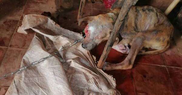 La Nación / Rescatan a tres perros tras allanar una vivienda en Itauguá