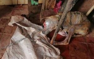 Rescatan a tres perros tras allanar una vivienda en Itauguá – Prensa 5