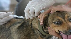 Diario HOY | Aplicarán vacuna antirrábica a perros y gatos este sábado en San Lorenzo