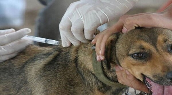 Diario HOY | Aplicarán vacuna antirrábica a perros y gatos este sábado en San Lorenzo