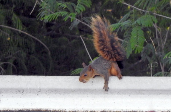 Hallan especie de ardillas en Alto Paraguay