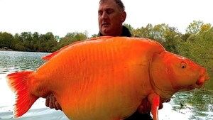 Tras batallar 25 minutos, logró atrapar al pez dorado más grande del mundo