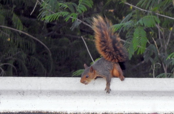 Hallan especie de ardillas en Alto Paraguay - Noticiero Paraguay