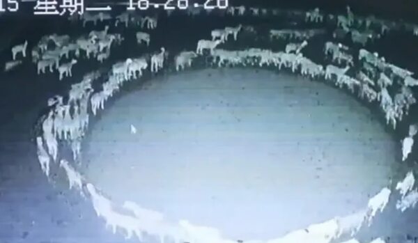 Vídeo: el misterio de las ovejas que caminan en círculo - Soy un viral - ABC Color