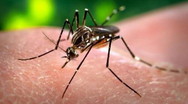 Suman 10 casos de dengue y 18 de chikungunya en nuestro país – Prensa 5