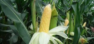 Exportaciones de maíz aumentan en más de 2 millones de toneladas