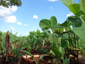 Complejo soja genera ingresos por US$ 2.245 millones hasta octubre de 2022 - Revista PLUS