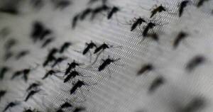 La Nación / Diez casos de dengue y 18 de chikungunya