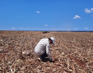 Argentina: retraso en siembra de soja y maíz por la sequía dejaría pérdida de US$ 5.000 millones
