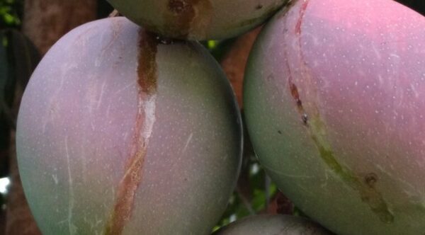 Tomarán muestras de mangos enfermos y darán recomendaciones