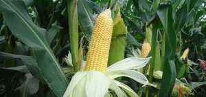 Exportaciones de maíz aumentan en más de 2 millones de toneladas en comparación al año pasado - El Trueno