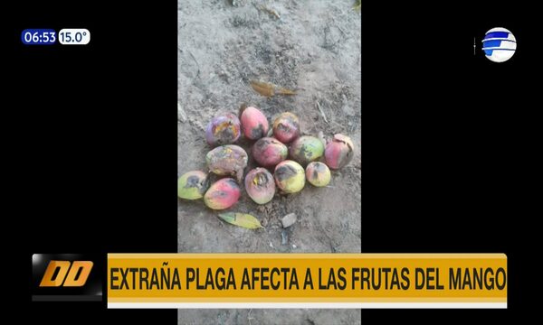 Extraña plaga afecta a frutas de mango en varios puntos del país | Telefuturo