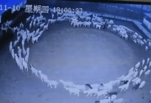 Explican el “gran misterio” de las ovejas que se mueven en círculos en China - Noticiero Paraguay
