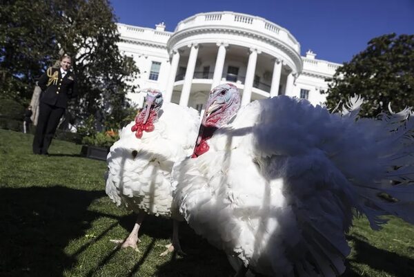 Biden indulta a pavos presidenciales por Acción de Gracias y bromea sobre las elecciones - Mascotas - ABC Color