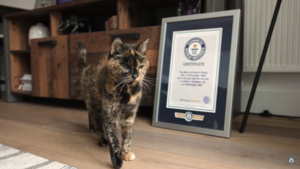 Flossie, la gata más longeva que rompe el récord mundial - Megacadena — Últimas Noticias de Paraguay
