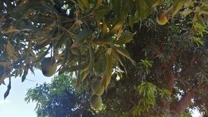 ¿Qué pasa con los mangos en Paraguay?
