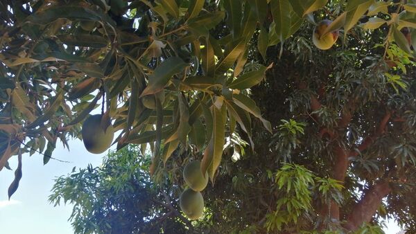 ¿Qué pasa con los mangos en Paraguay?