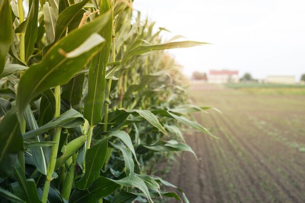 Soja y maíz llegan a mitad de semana con leves subas de precios