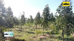 Investigación sobre combinación de árboles nativos con eucaliptos - ABC Rural - ABC Color