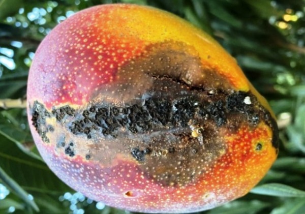 Investigan causa de mancha negra que ataca al mango •
