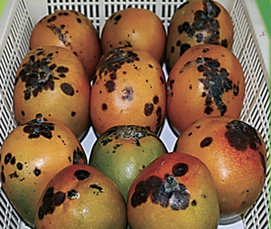 Cancro o mancha negra es la enfermedad que afecta a los mangos - La Clave