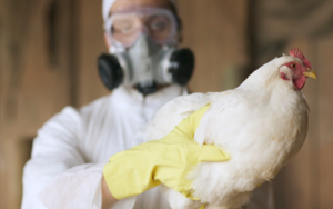 Diario HOY | Perú emite alerta sanitaria por casos de influenza aviar
