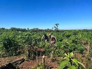 En allanamiento de inmueble rural, Senad destruye más de cuatro hectáreas de marihuana - Radio Imperio
