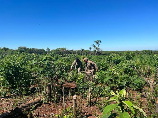 En allanamiento de inmueble rural, Senad destruye más de cuatro hectáreas de marihuana - Radio Imperio
