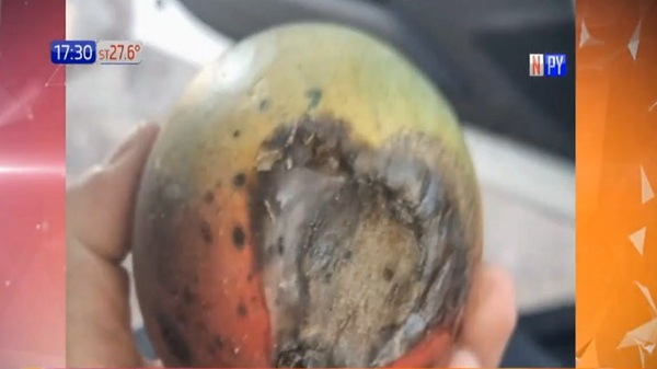 ¿Qué le sucede a los mangos? - Noticias Paraguay