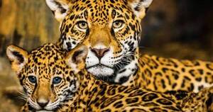 La Nación / Senado aprueba Día Nacional del Yaguareté, visibilizando a la especie en peligro de extinción