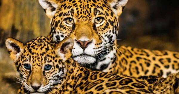 La Nación / Senado aprueba Día Nacional del Yaguareté, visibilizando a la especie en peligro de extinción
