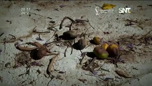 ¿Qué pasa con los mangos? - SNT