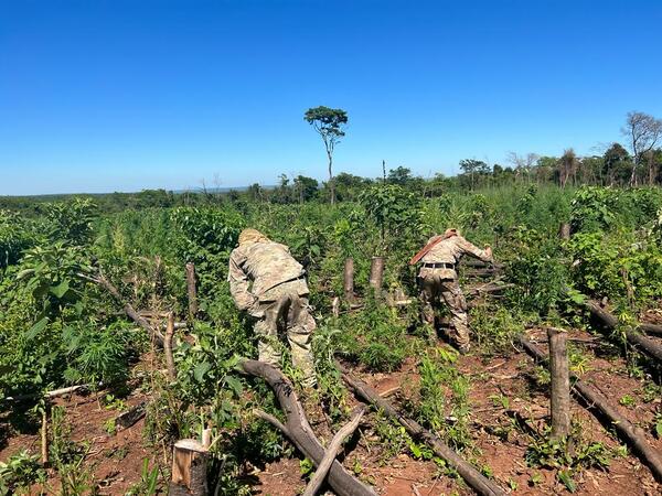 Diario HOY | Localizan y queman más de cuatro hectáreas de marihuana en Capitán Bado