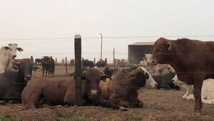 Hotelería bovina o cómo ser productor sin estancia propia: Nutrifeed recibe hasta 7.500 cabezas para engorde y terminación