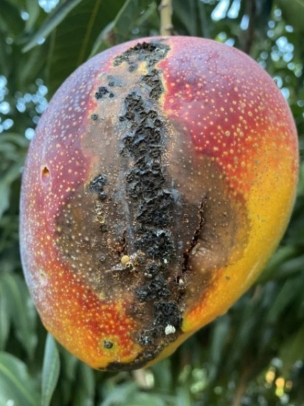 INVESTIGADORES DE PARAGUAY Y BRASIL ESTUDIAN «LA MANCHA NEGRA» UNA ENFERMEDAD QUE AFECTA A MANGOS