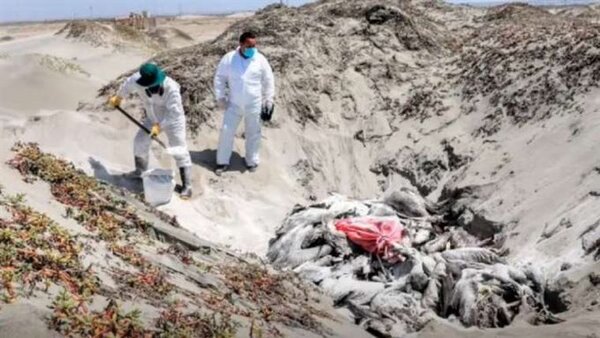 Perú emite alerta sanitaria por influenza aviar en pelícanos