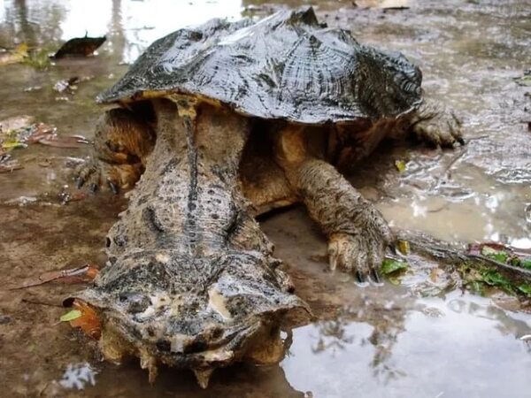 Cumbre de especies amenazadas aprueba proteger a ranas y tortugas latinoamericanas - Mascotas - ABC Color