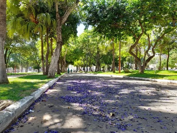 Vuelve el verde a las plazas céntricas de Asunción - Nacionales - ABC Color