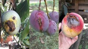 ¿Qué pasa con los mangos? «La mancha negra» una enfermedad que afecta a la fruta